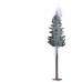 BU5431 Lightning spruce
